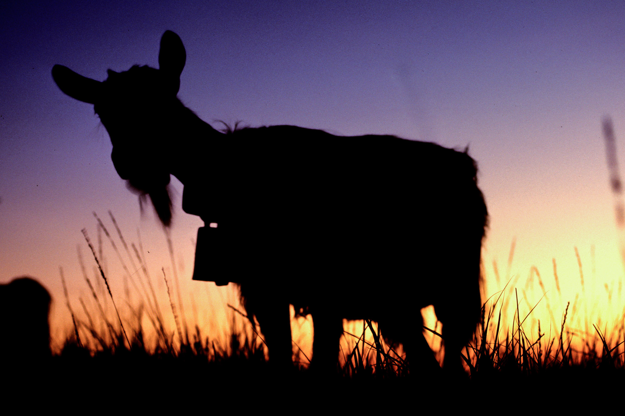 Ziege im Abendrot (Toggenburger Ziege)