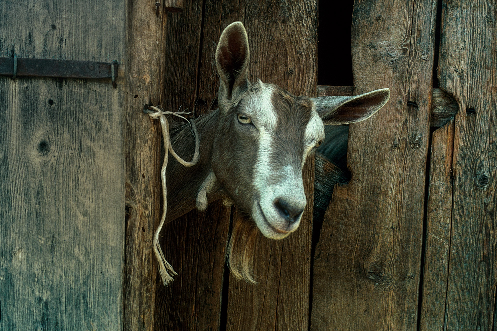 im Stall (Toggenburger Ziege)