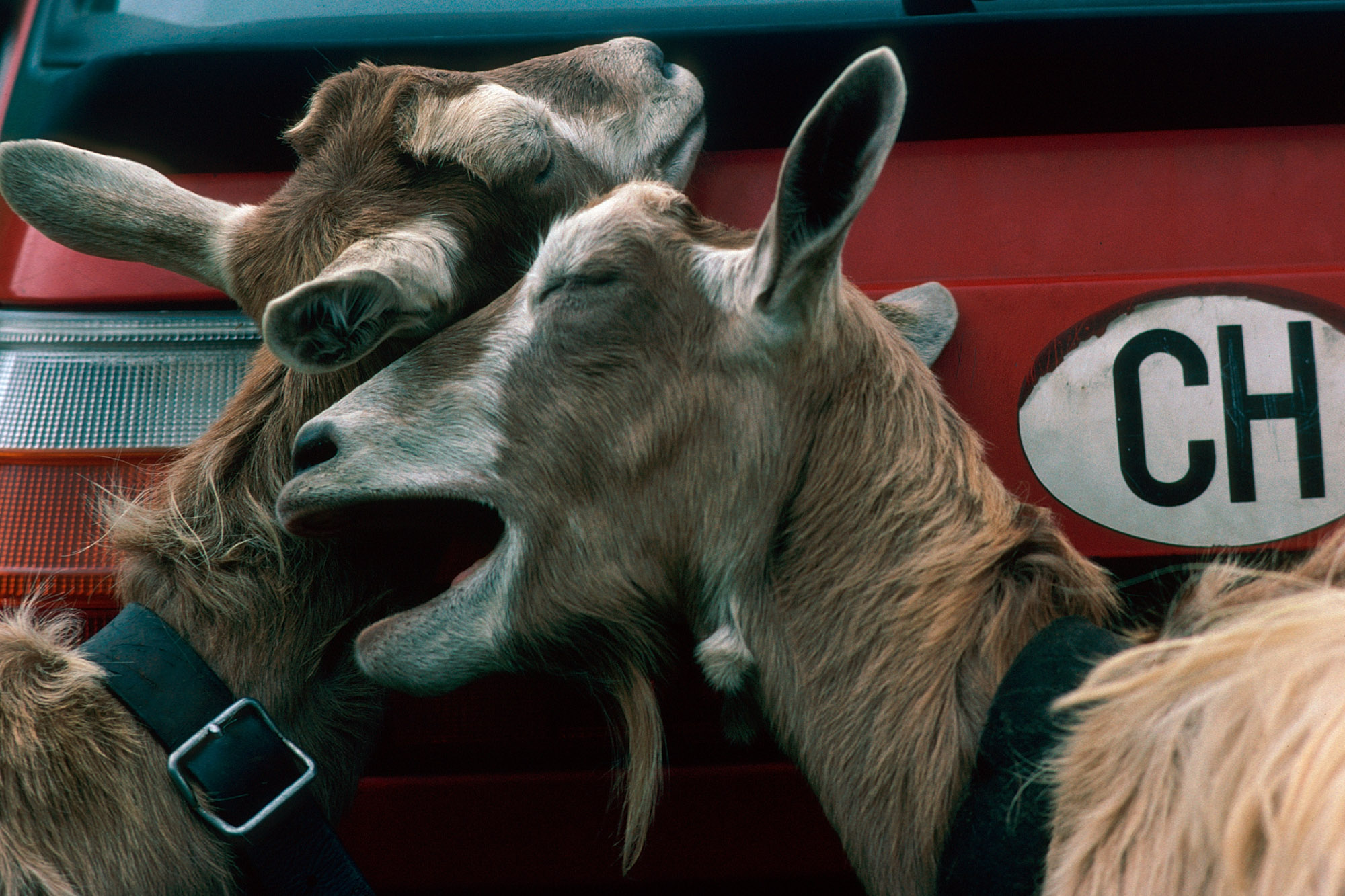 Schadenfreude (Toggenburger Ziege)