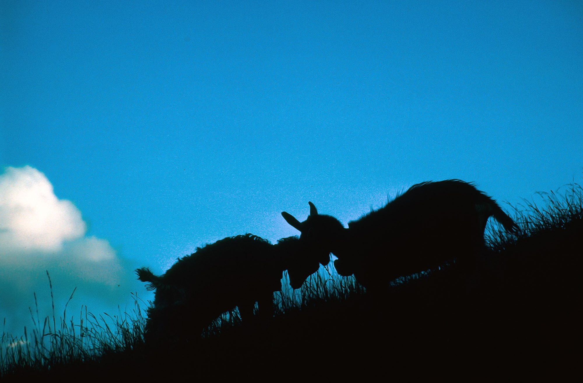 Kräftemessen (Toggenburger Ziege)