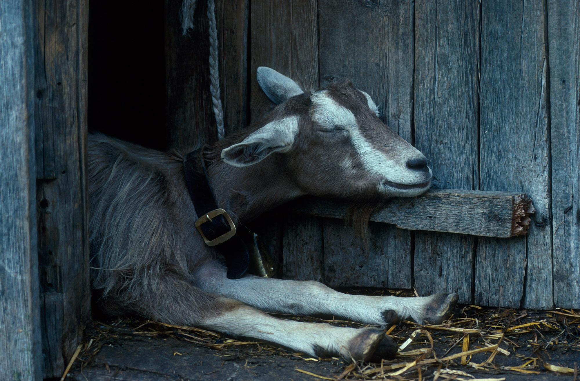 Mittagsruhe (Toggenburger Ziege)