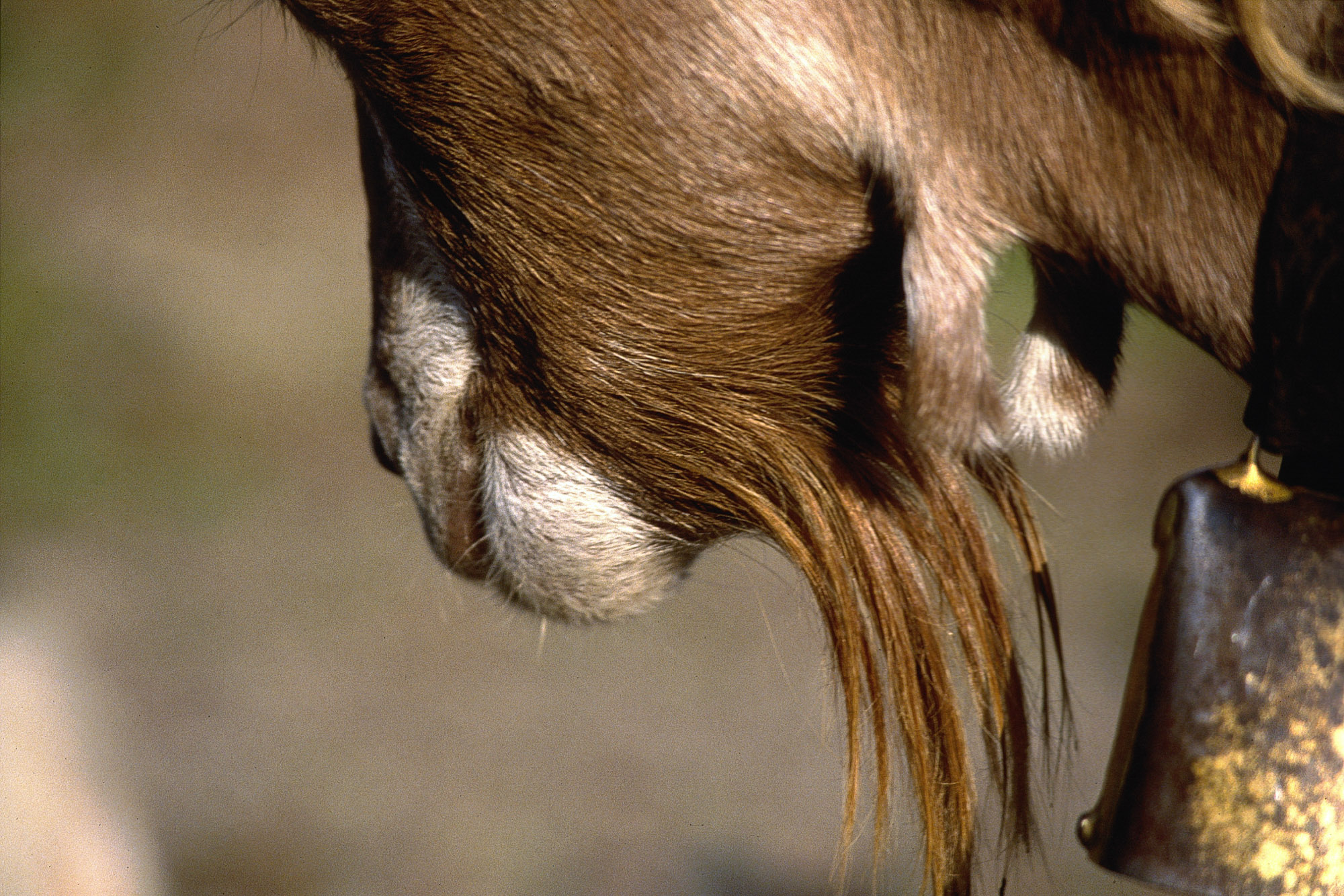Toggenburger Ziegenbart