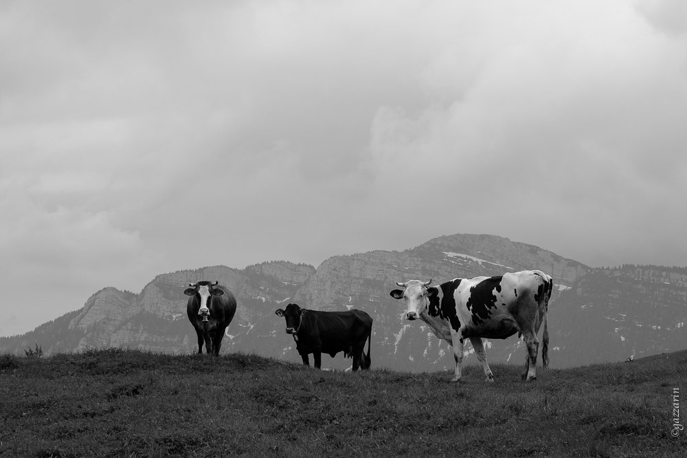 Alpenkühe