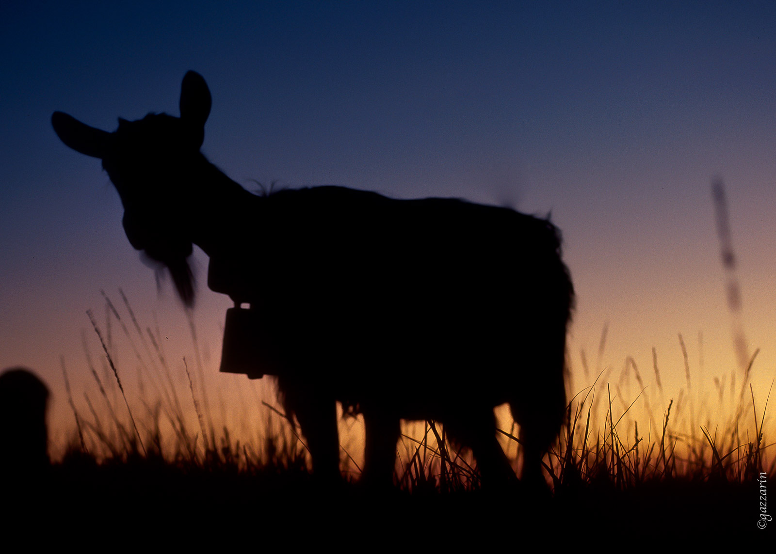 Ziege im Abendrot