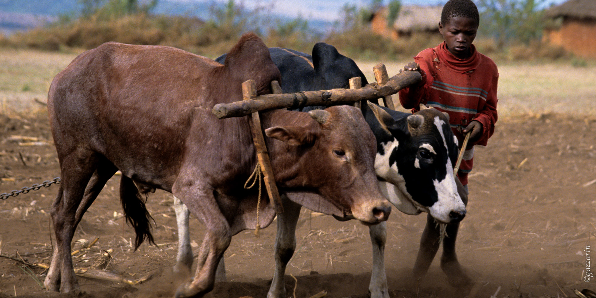 Arbeit auf dem Feld (Tanzania)