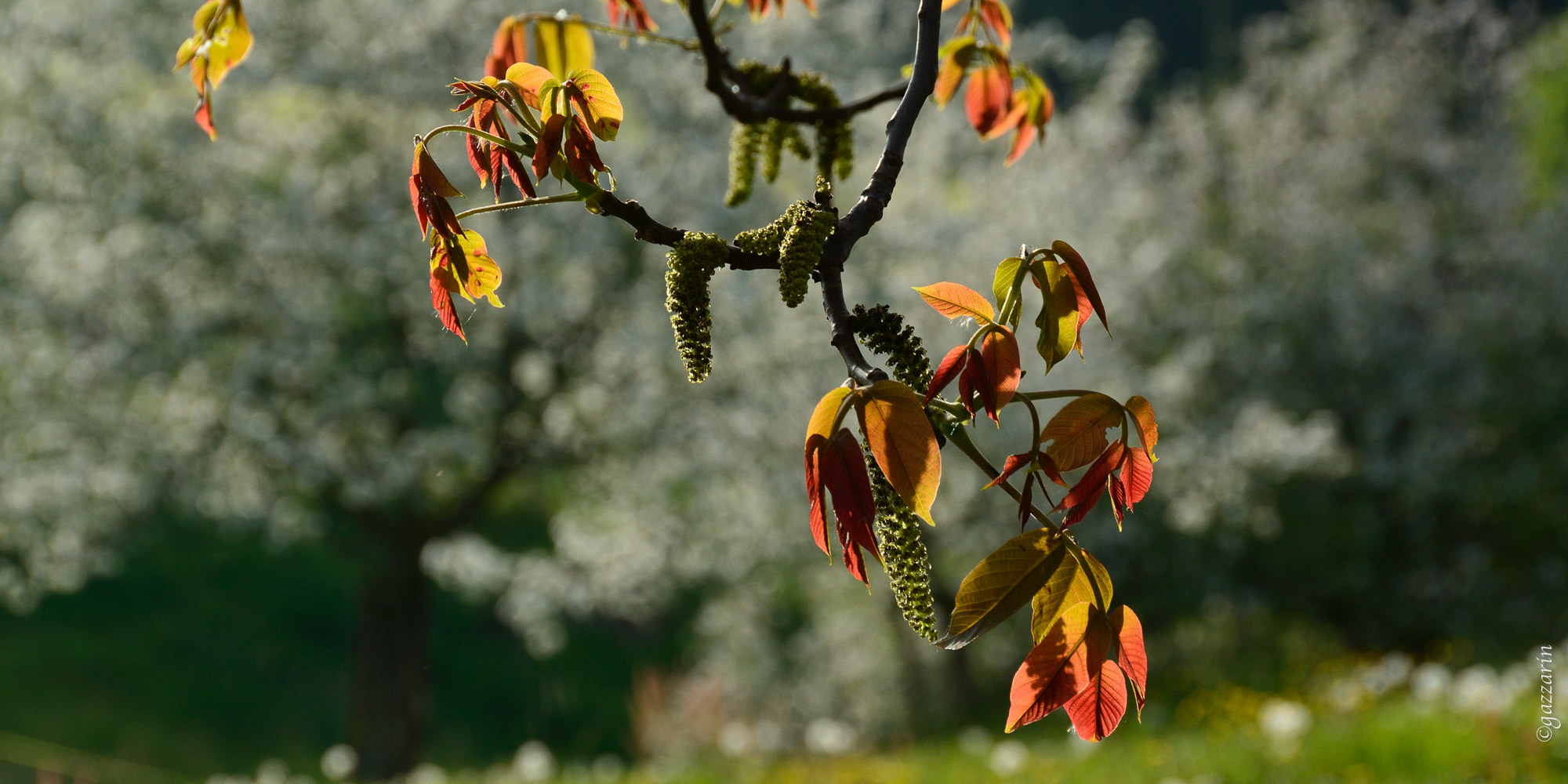 Nussbaum im Frühlingslaub