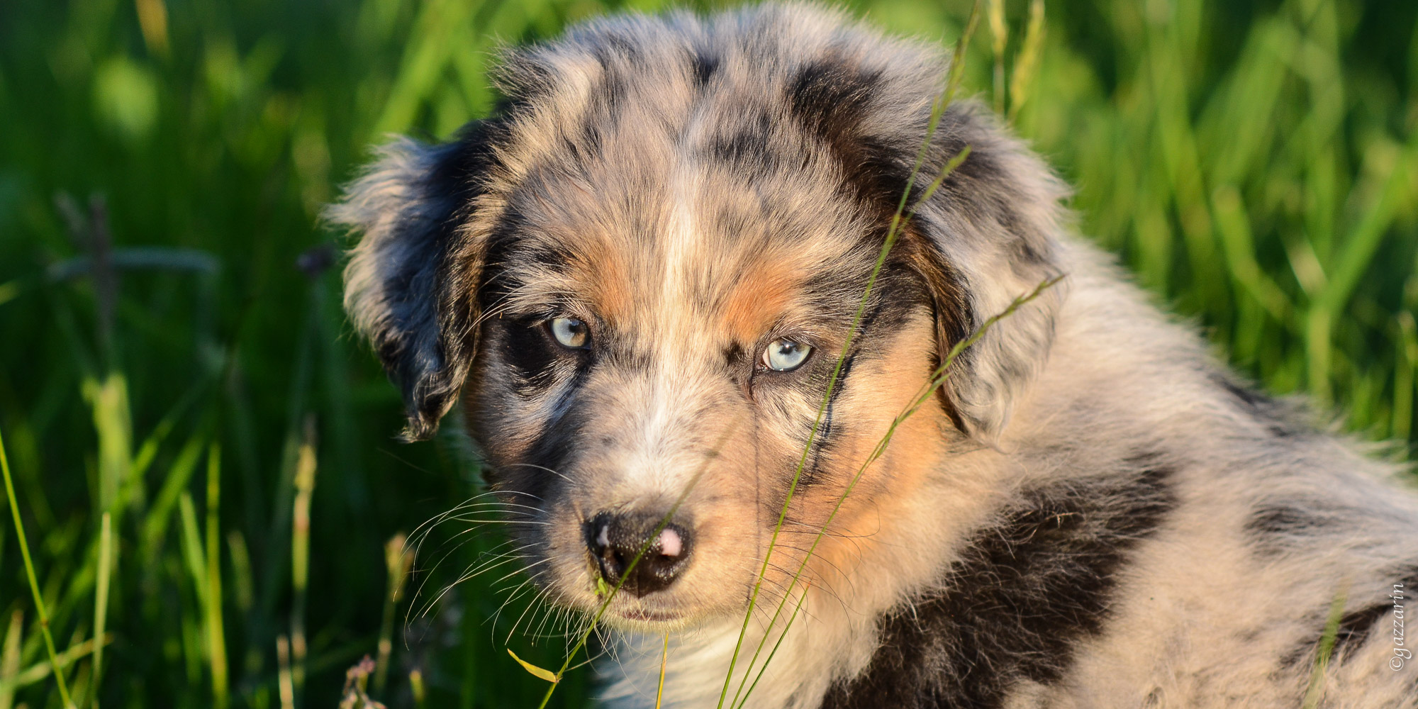 Welpe im Gras (Australian Shepherd)