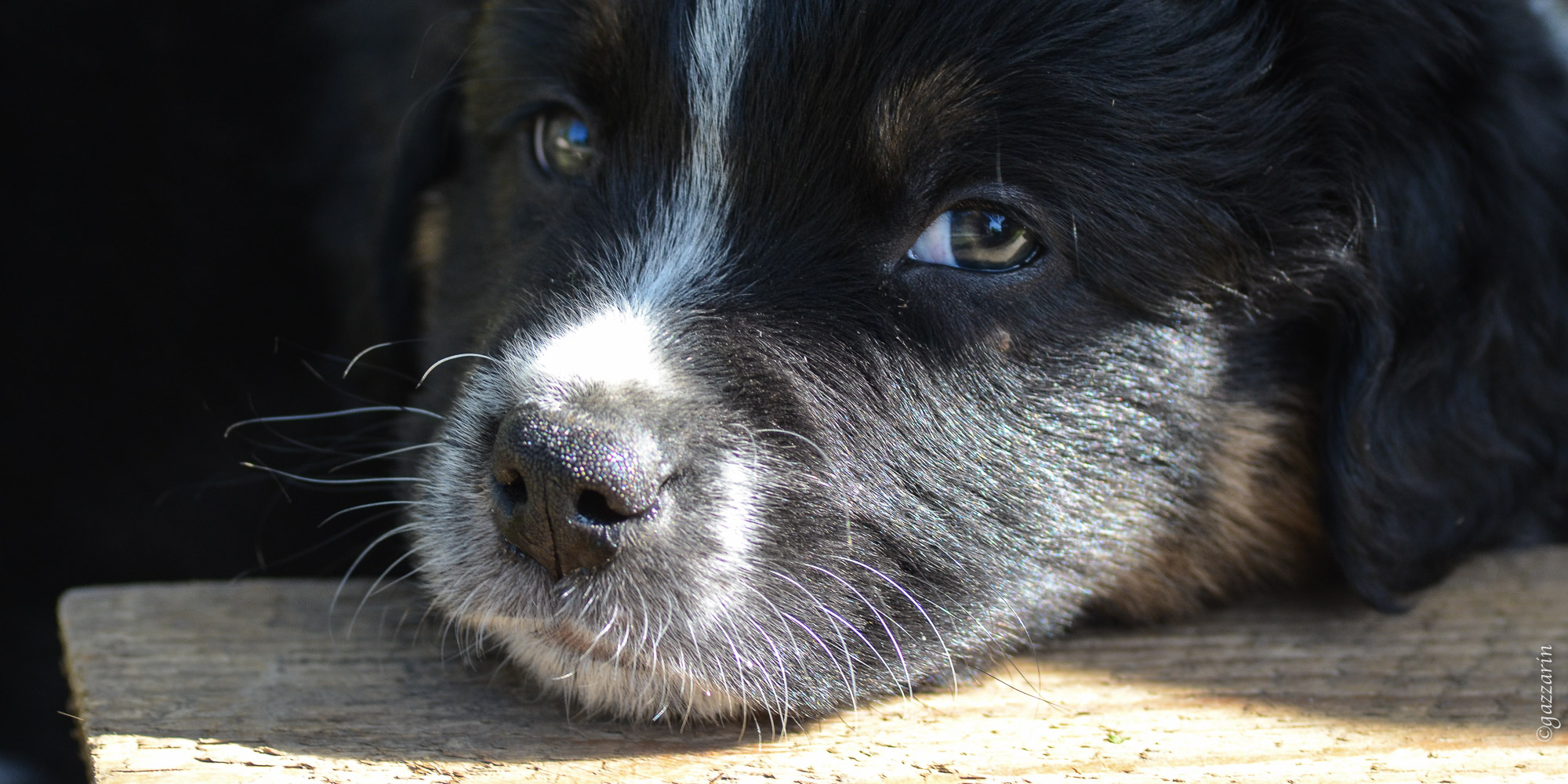 müder welpe (Australian Shepherd)