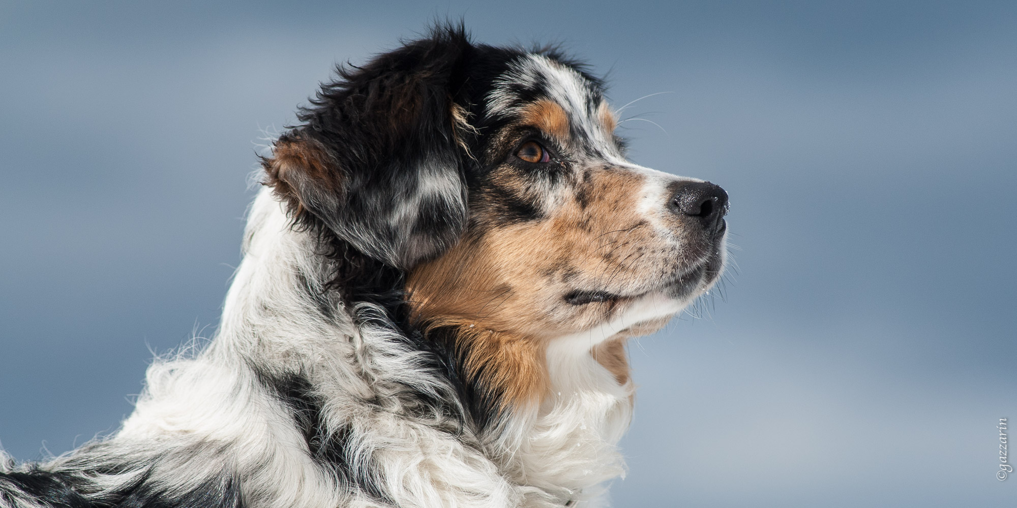 Australian Shepherd