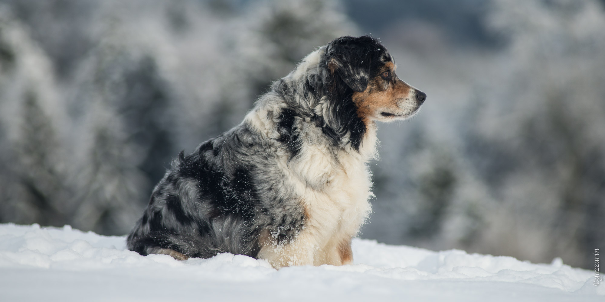Bluemerle-Aussie im Schnee