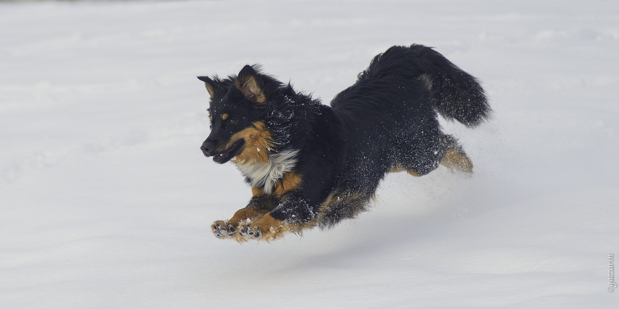 Flug über Schnee (Australian Shepherd)