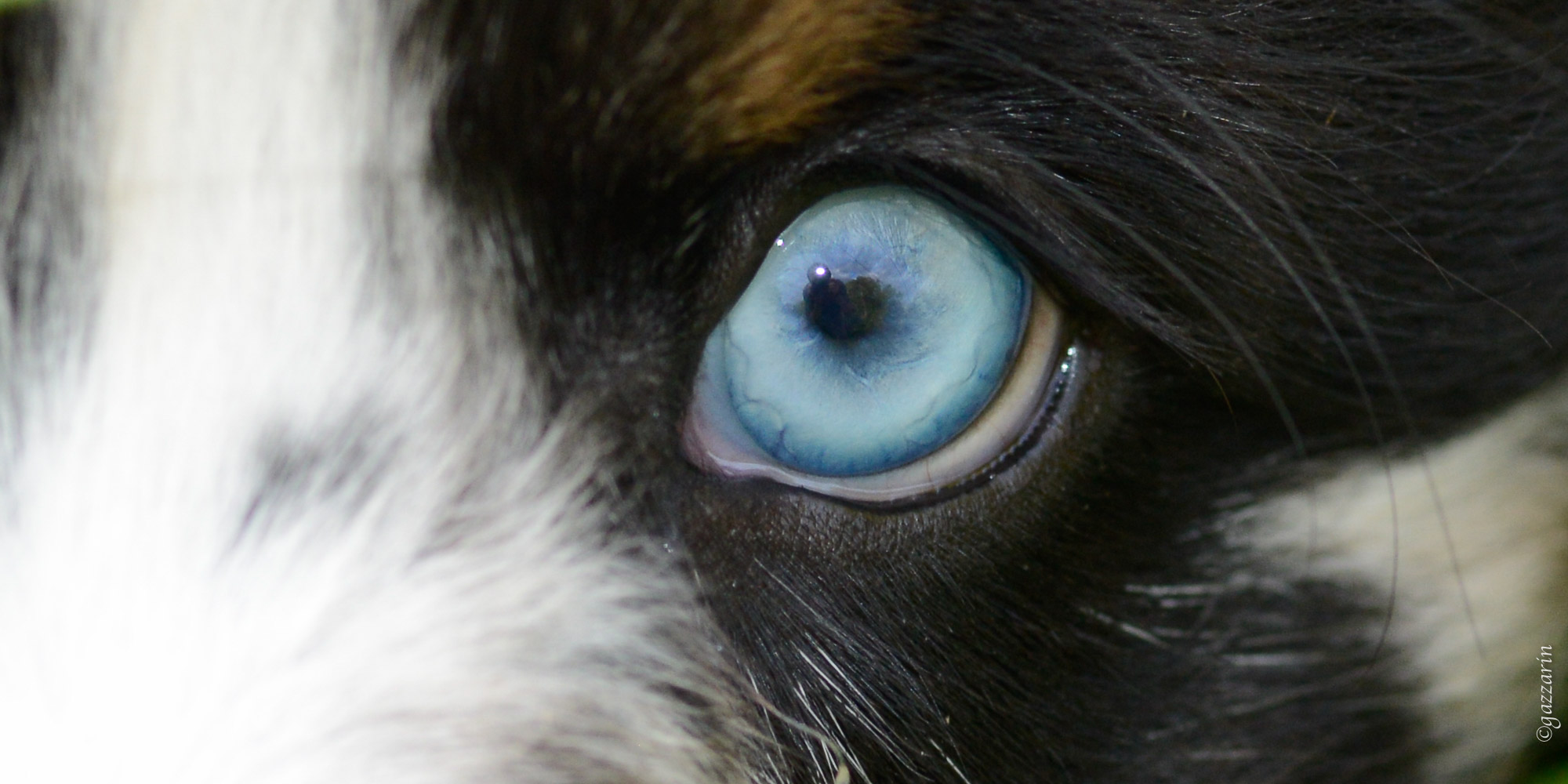 Blauauge