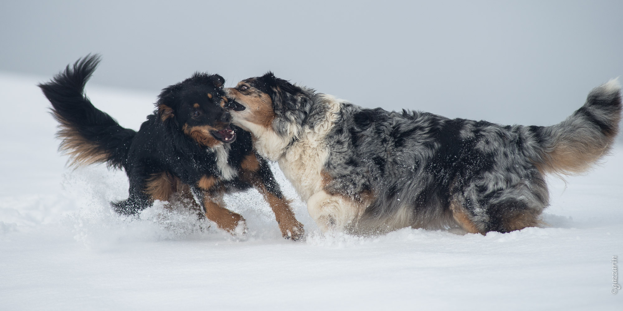 Rennspiele (2), Australian Shepherd