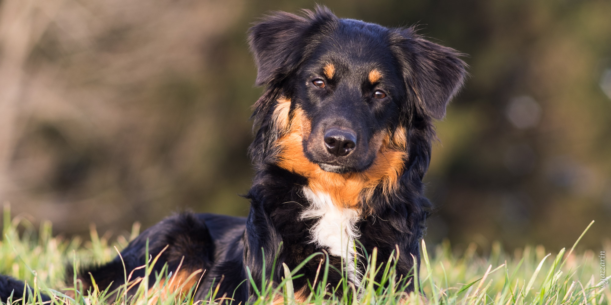 aufmerksam (Australian Shepherd Welpe)