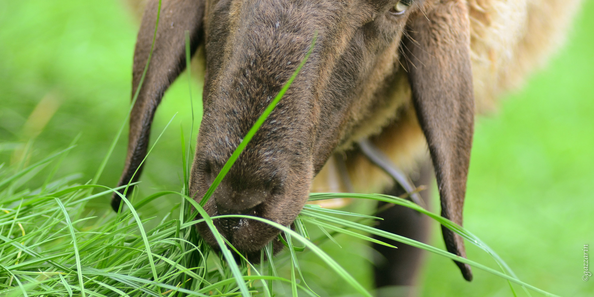 saftiges Gras (Engadinerschaf) 