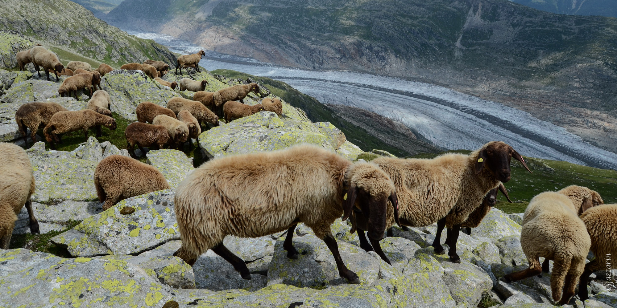 Schafe vor Aletschgletscher (Engadinerschaf) 