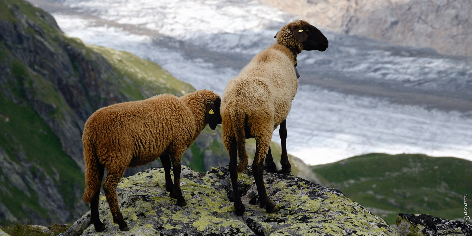 Schafe vor Gletscher (Engadinerschaf) 