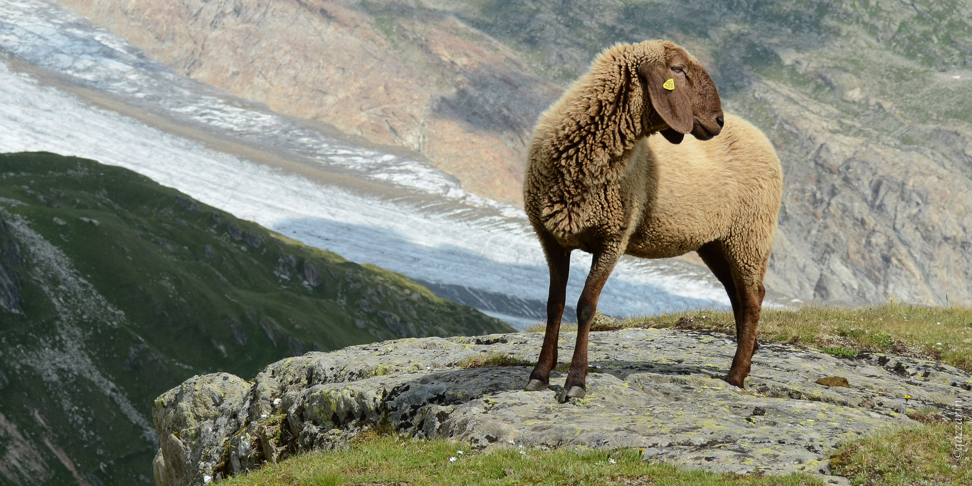 Schaf vor Aletschgletscher (Engadinerschaf) 