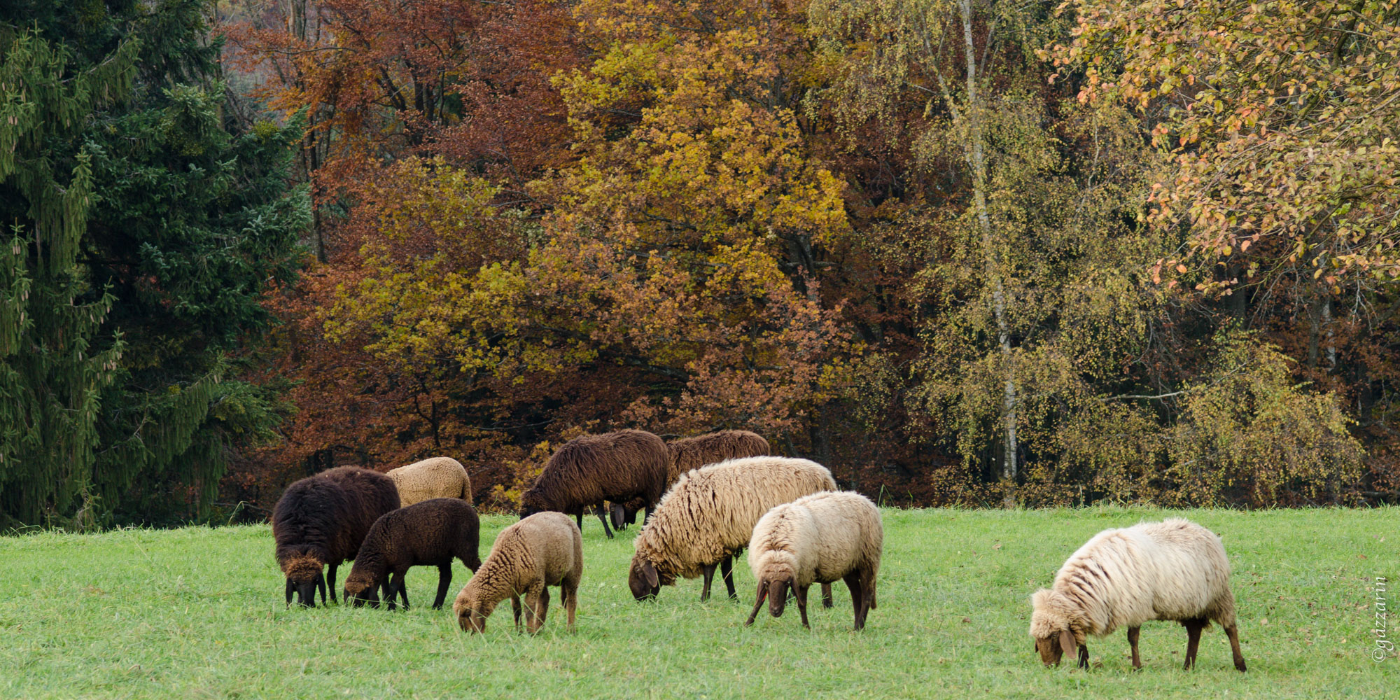 Herbstweide (Engadinerschaf) 