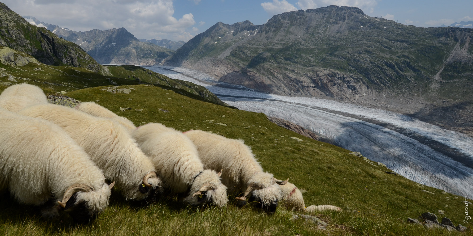 Walliser Schwarznasen vor Aletschgletscher