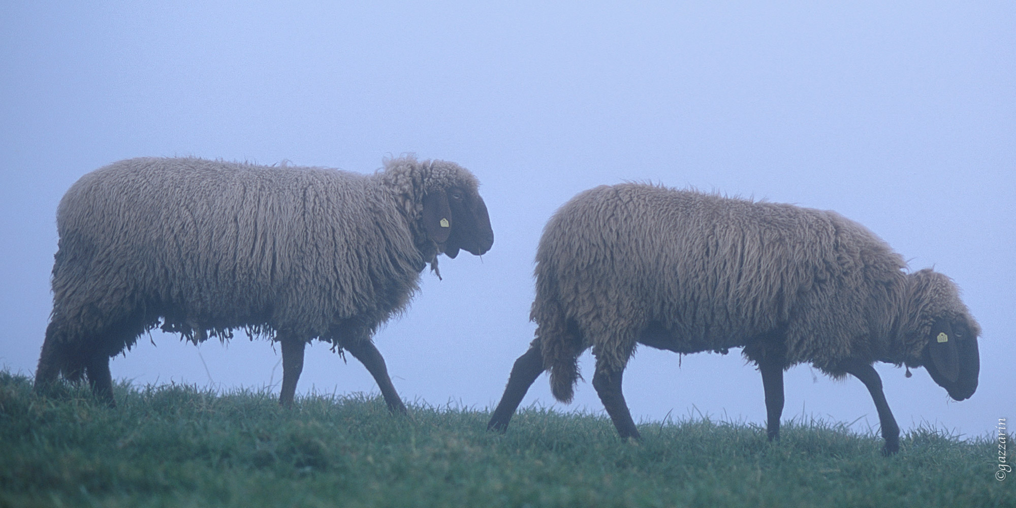 im Nebel (Engadinerschaf) 