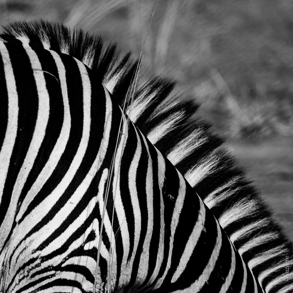 Zebramähne (Zambia)