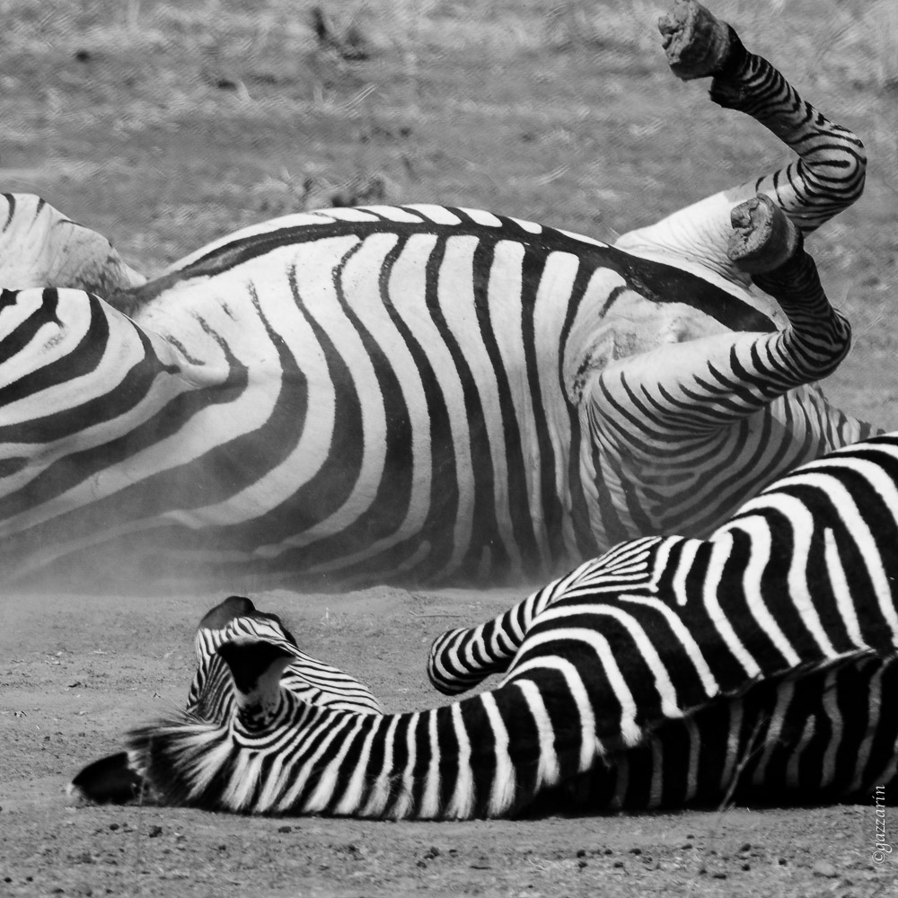 Zebras (Zambia)