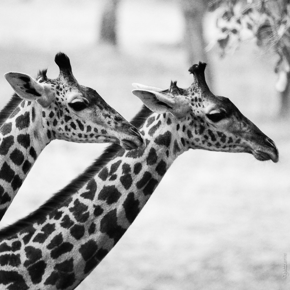 Giraffenköpfe (Zambia)