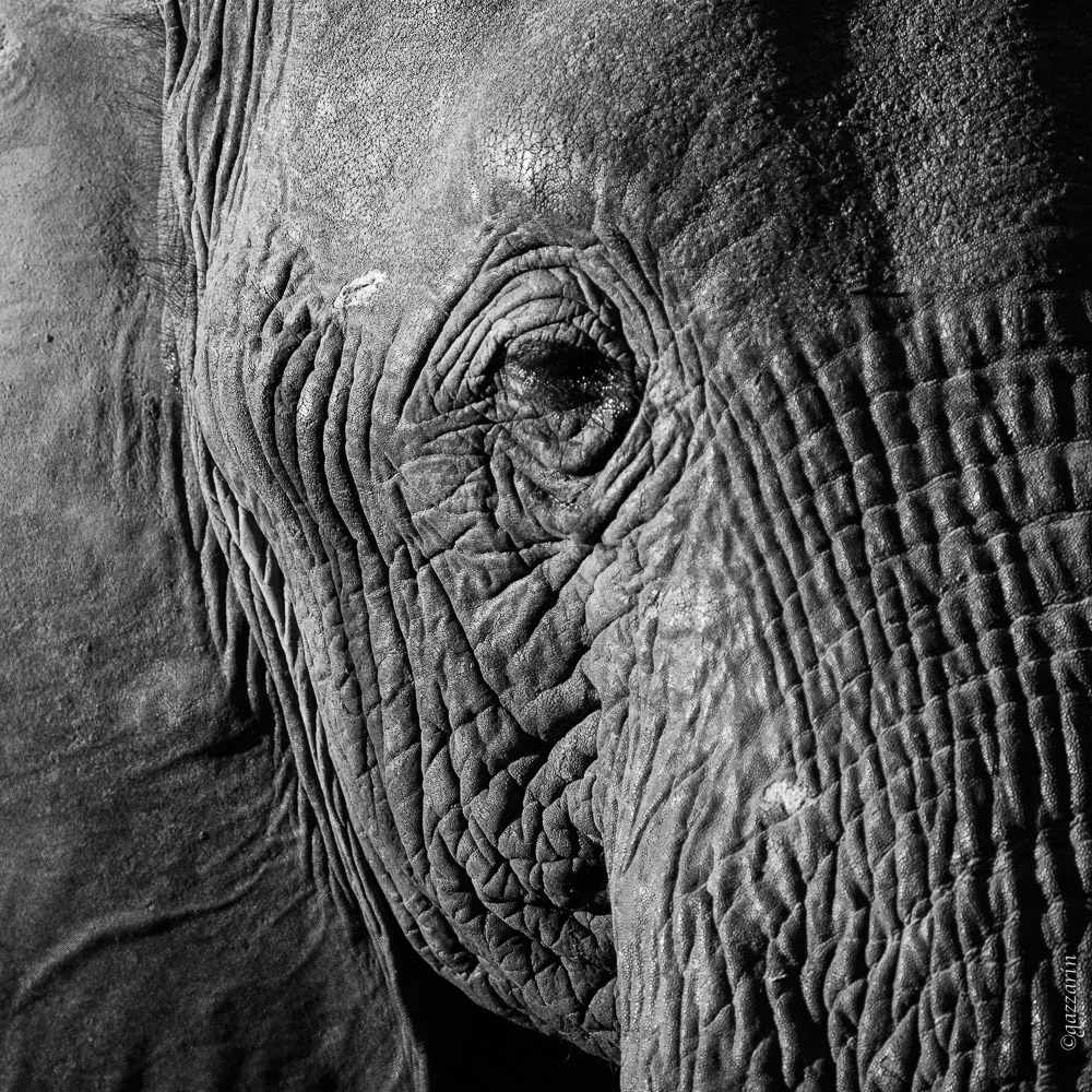 Elefantenhaut (Zambia)