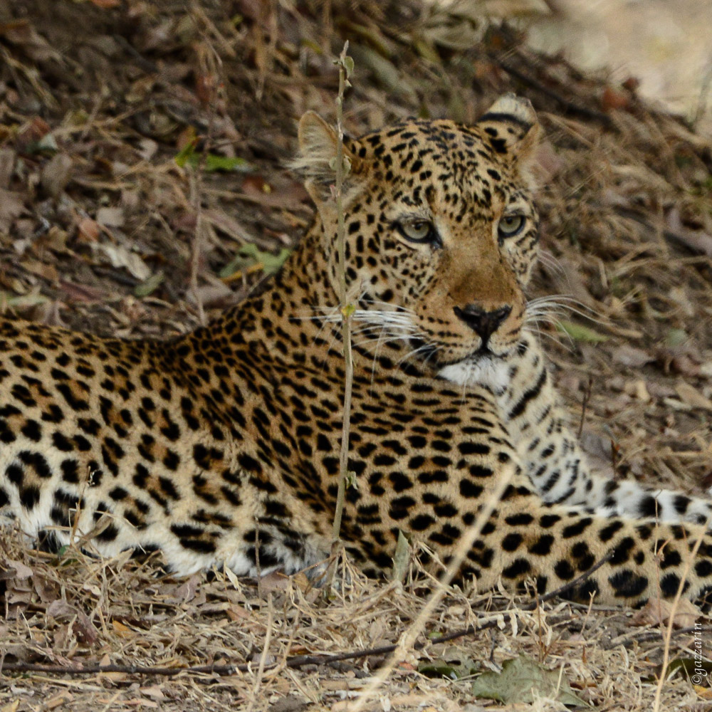 Leopard getarnt (Zambia)