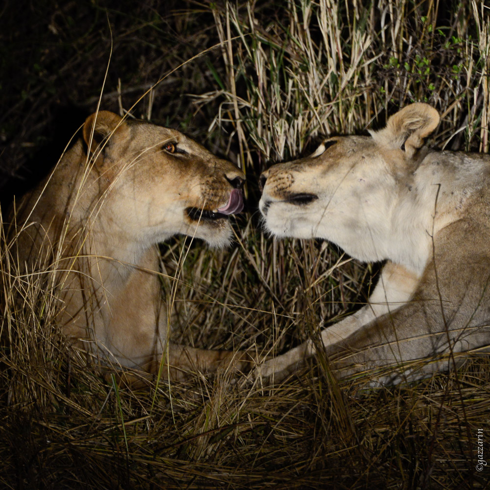 Löwinnen bei Nacht (Zambia)