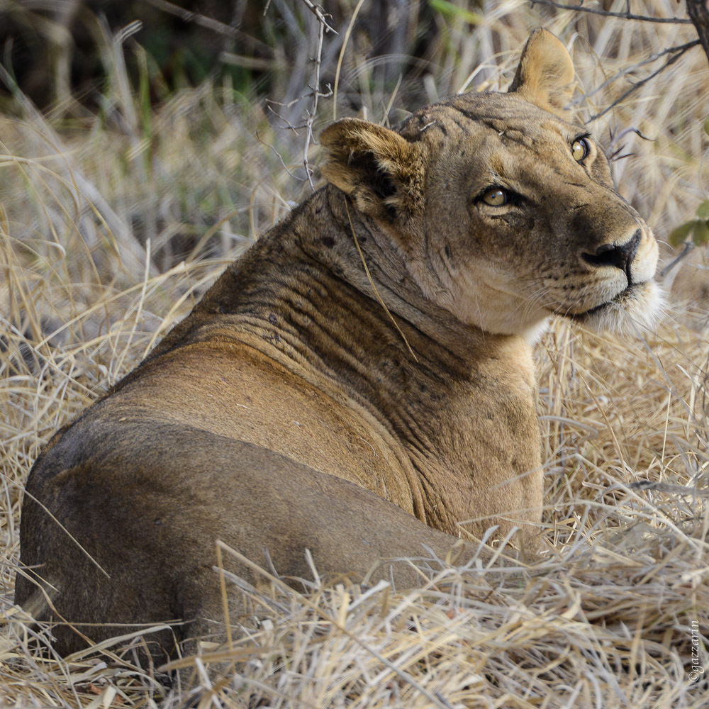 Löwin (Zambia)