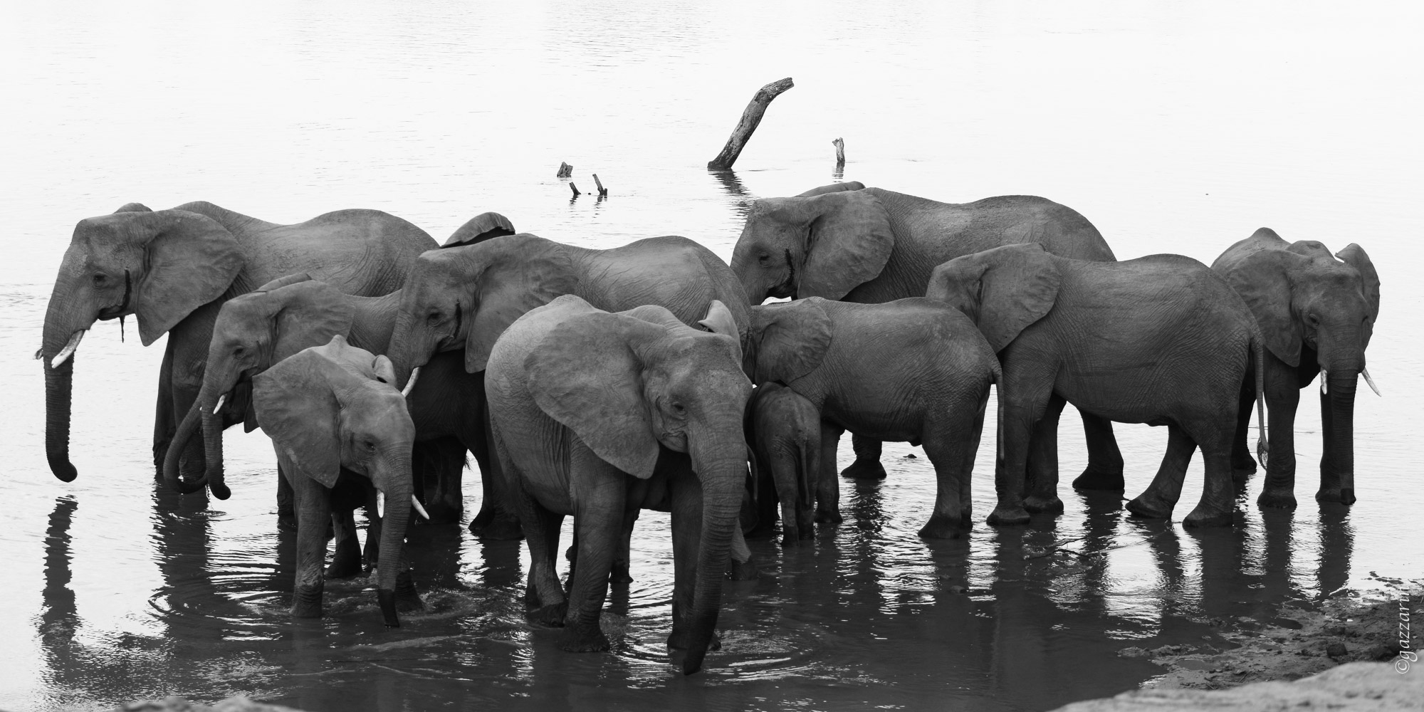 Elefanten am Fluss (Zambia)